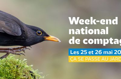 25/26 Mai 2024 : Comptage national des oiseaux de jardin