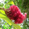 Fleurs et faune de Guadeloupe