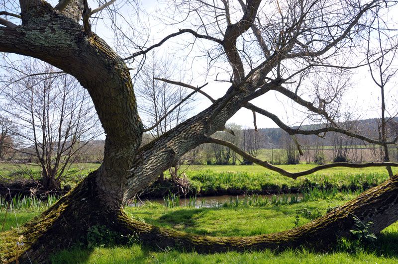 Des arbres remarquables avec ou sans le label