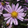 Aster Blauschleier