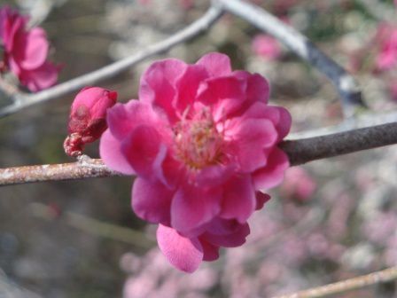 15 février... premières fleurs