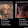 Image du Net #103 : Un chat et un chien...