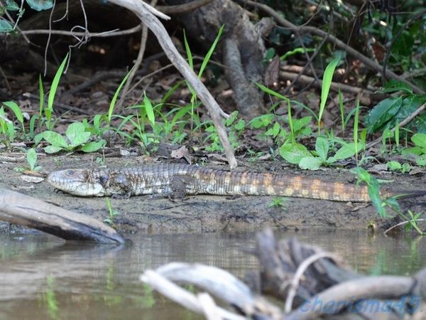 Pantanal Wilderness (Brésil en  camping-car)