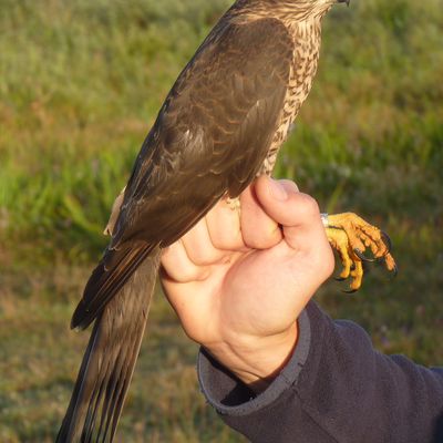 Baguage d'oiseaux