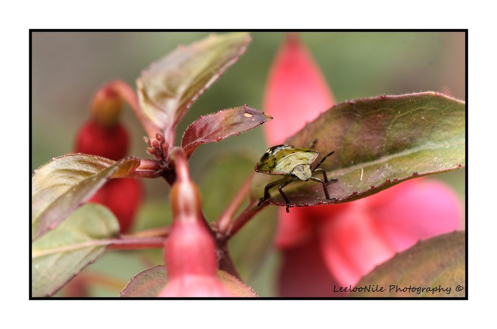 Album - Petits-bonheurs