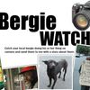 Bergie Watch