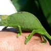 Caméléon de Mayotte