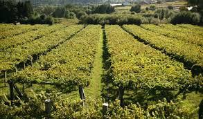 #Albarino Producers San Francisco Bay Vineyards California