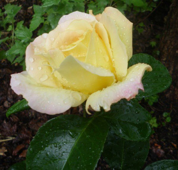 Album - Fleurs-du-jardin