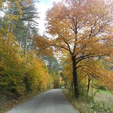 la foret de Saou à vélo et freddy