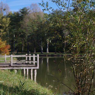 Etang de Guesnes (86)