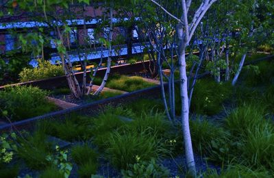 High Line New York: Les jardins suspendus