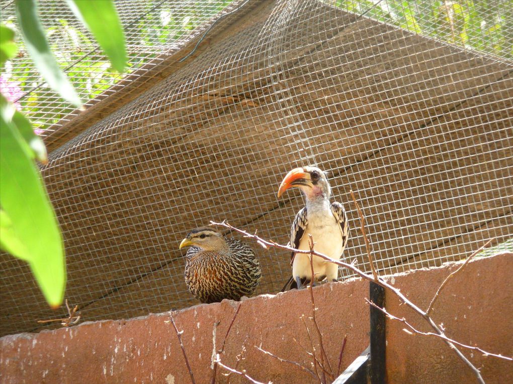 Album - Reserve des oiseaux exotiques