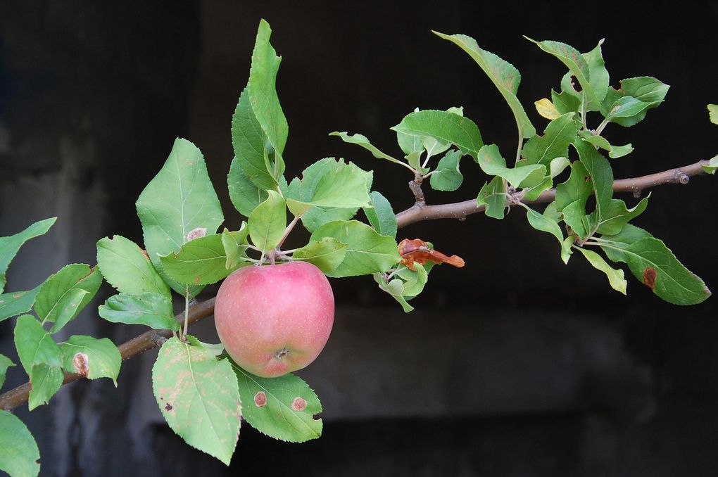 Pas loin des pommes ! (3 photos)