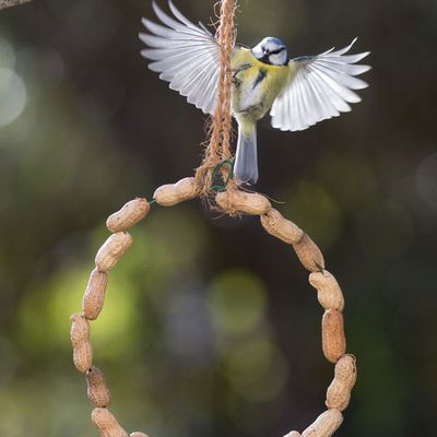 Cavahuètes et mésanges bleues ...