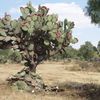 Album - Teotihuacan