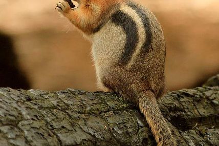 Chipmunk