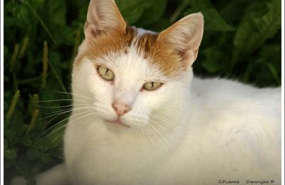 Des squatteurs de jardin ...