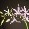 Bardendrum (Epidendrum criniferum x Barkeria spectabilis)