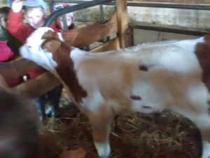Sortie scolaire à la ferme