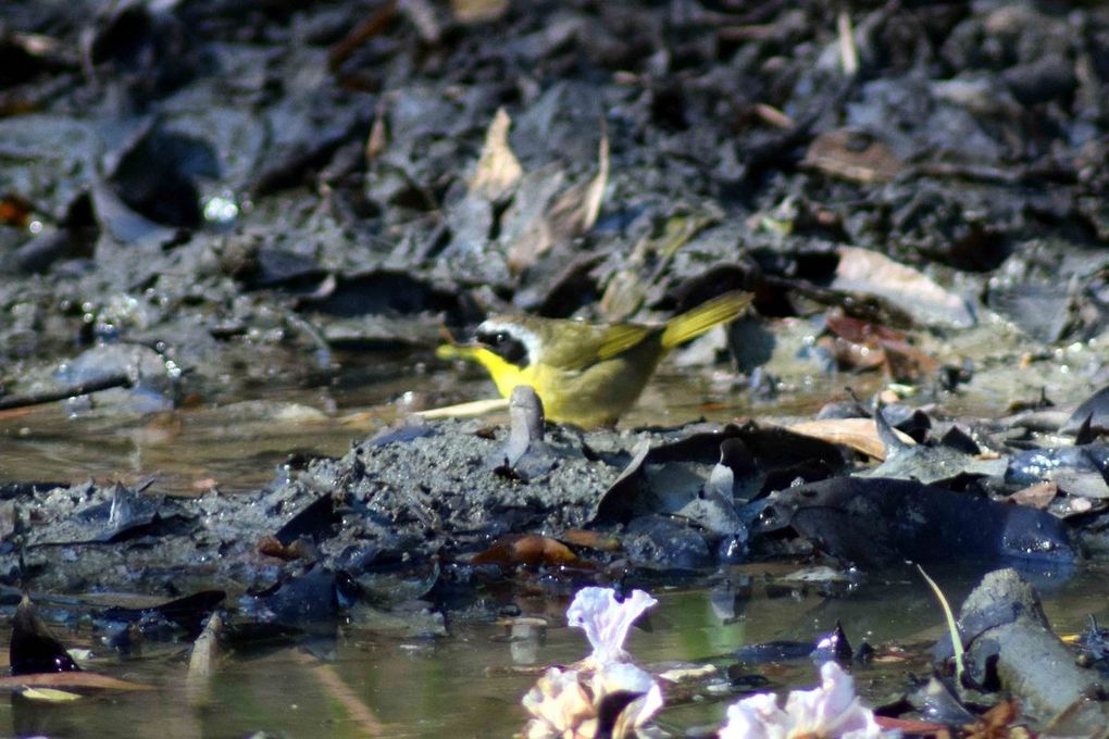 Oiseaux d'Amerique du Nord et Centrale 