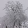 Pour Nature et Patrimoine, les arbres en hiver...