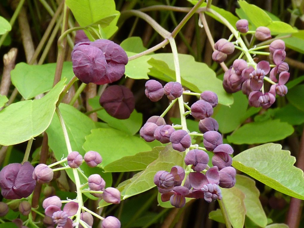 Album - Clematites et Grimpantes