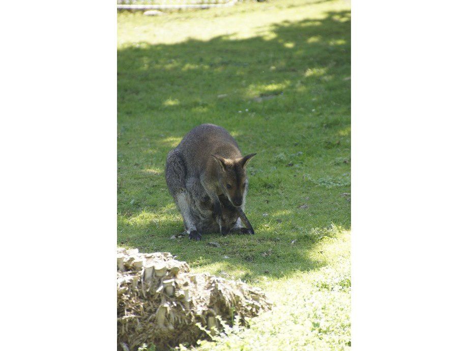 visite au ZOO Beauval.