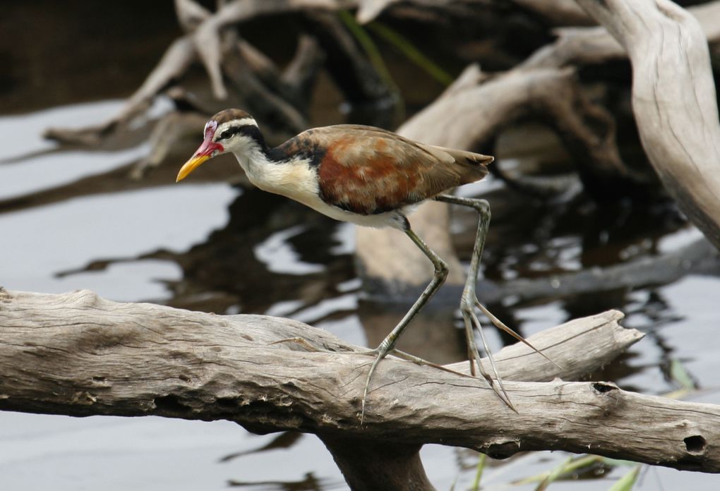 Album - Amazonie Napo Wildlife Center