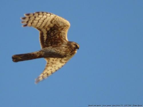 Album - Oiseaux-de-plaine