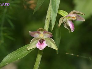 Epipactis helleborine