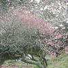 Il n'y a pas que les sakura,vive les pruniers du Japon (ume 1)