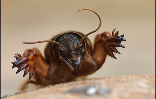 étonnant insecte : un grillon se prenant pour une taupe