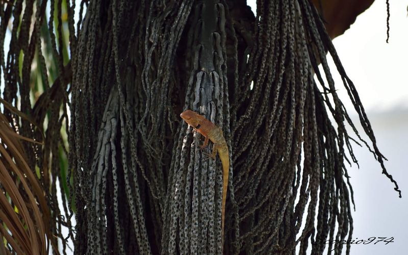 Un enième Agame arlequin (Calotes versicolor (Daudin, 1802)).