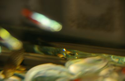 AQUARIUM D'EAU CHAUDE : naissance d'un bébé platy