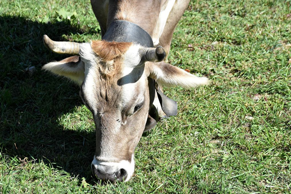 TRANSHUMANCE DANS LES ALPES MARITIMES (2)