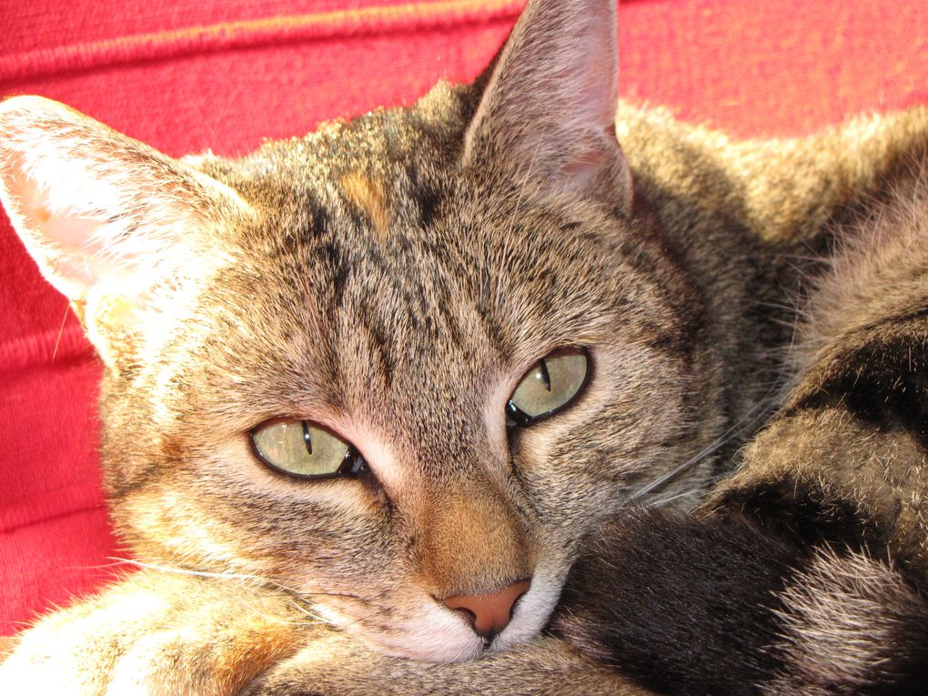 Ma petite Tigrée née le 1er Avril 2007. Un amour de chat qui a du mal avec les nouvelles co-loc :)

DECEDEE le 09/07/2011 renverseé par une voiture devant chez elle :( 
Tu vas tellement nous manquer........