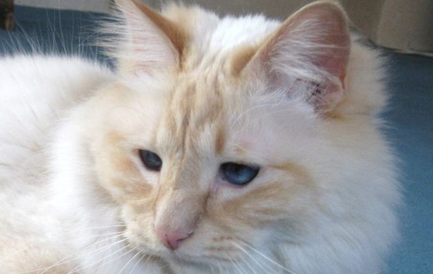 Bambou le birman à 4 ans, venez visiter sa page