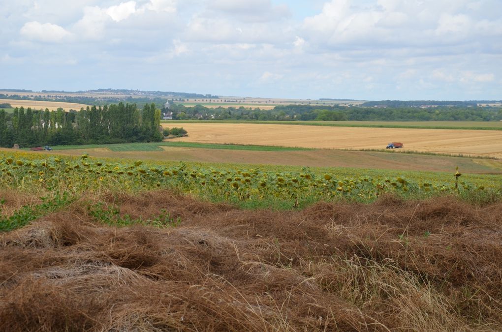 Les tournesols