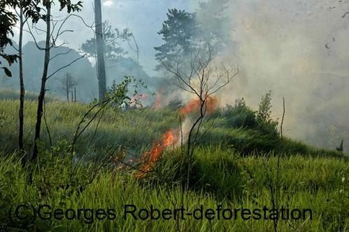 Une série d'image du véritable massacre écologique qui est en cours à Bornéo. Exploitation des bois précieux, du charbon de bois, plantation de palmiers à huile... Un sacré cocktail...!