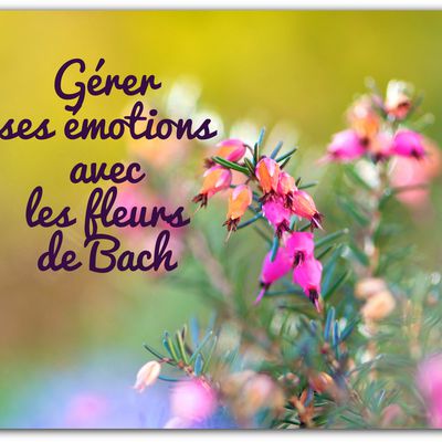 Gérer ses émotions avec les fleurs de Bach