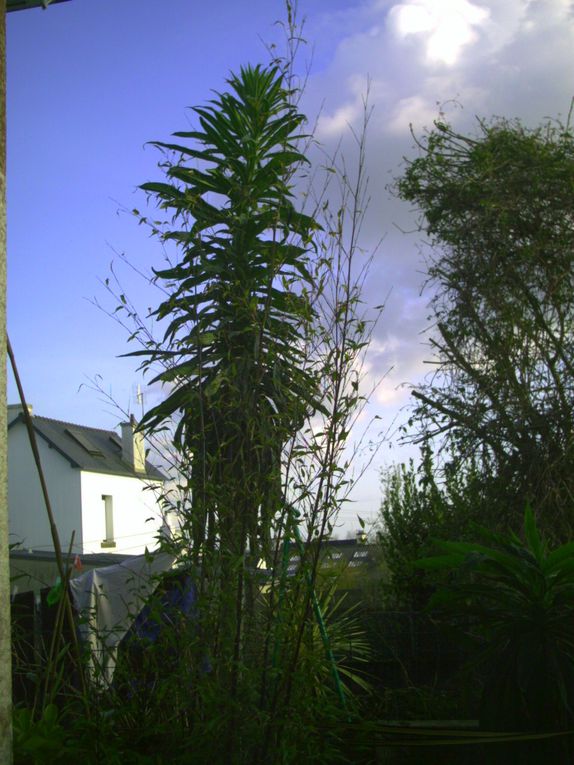 Album - de plein pied avant floraison d'echium pininana