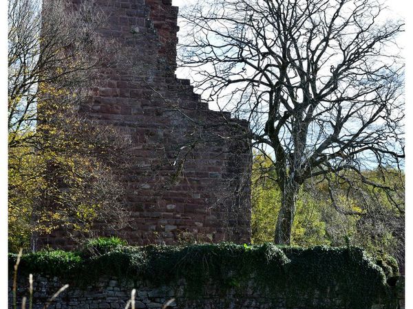 Les arbres reprennent possession du terrain