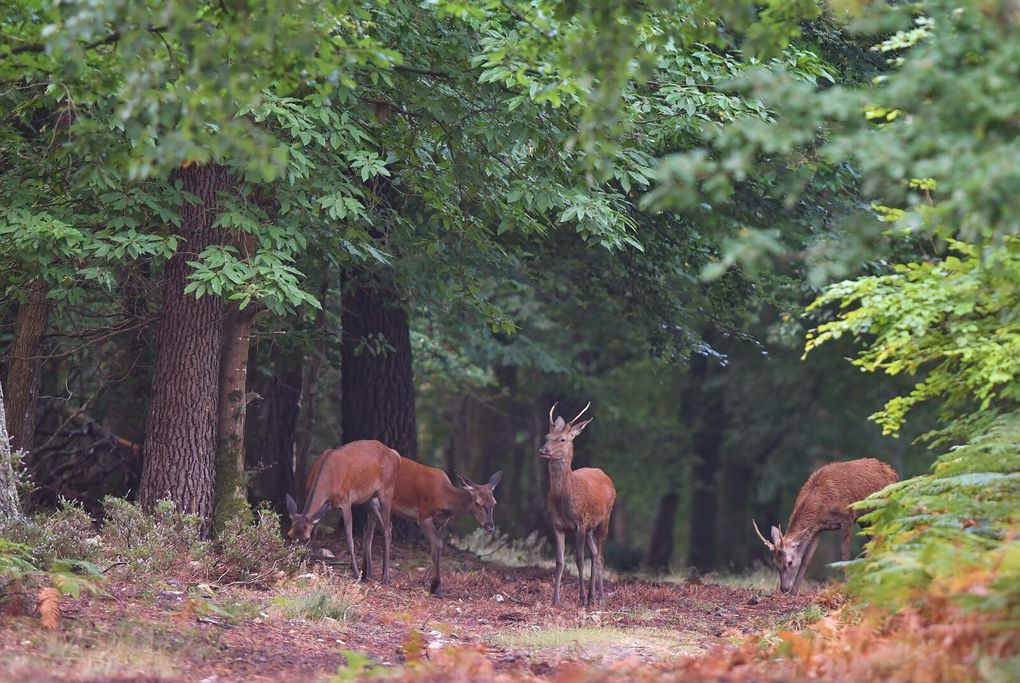 Biches, faons, daguets, la harde au petit matin. 