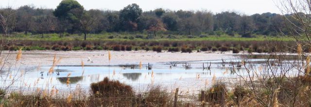 Autour du marais du Cougourlier (4) : les oiseaux / Balade dans le Gard