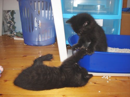 Voici des photos des animaux qui nous entourent, ils font partie de notre vie, pour le meilleur et pour le pire, et resteront dans notre coeur pour toujours... Et voici aussi la famille !