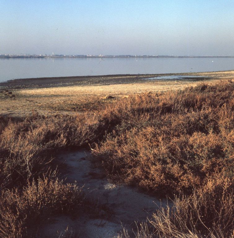 Dans les années 2000, de gros travaux de protection contre l'érosion du littoral ont été entrepris. Le bord de l'étang est aujourd'hui bordé par une dune, les tamaris, et toutes les plantes des sables y foisonnent, libèrent leur parfum.