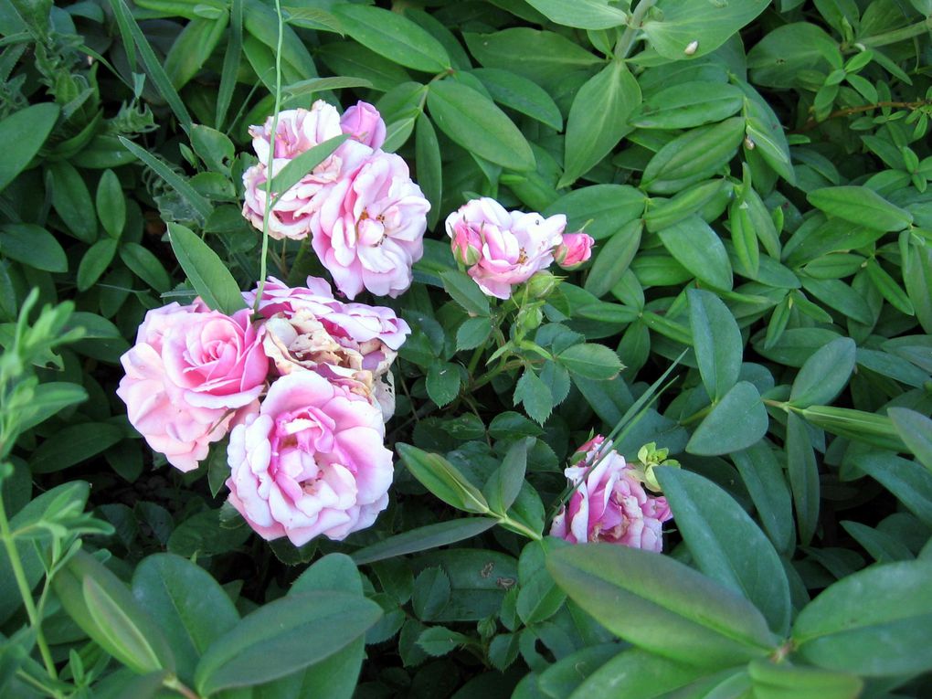 Les plantes et fleurs de mon jardin