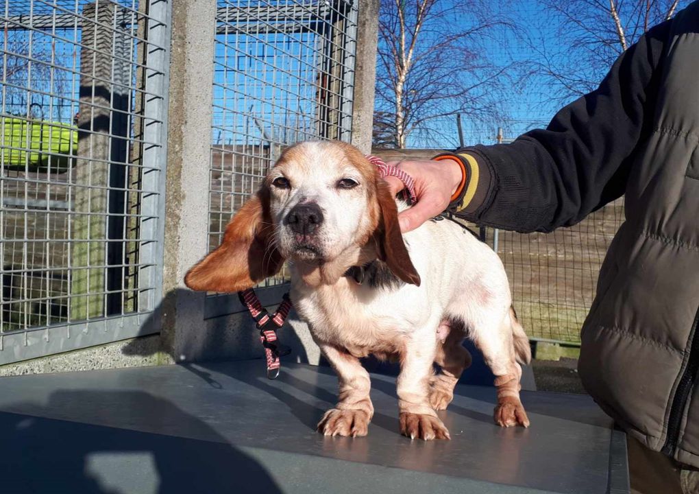 Et si on adoptait un vieux chien?