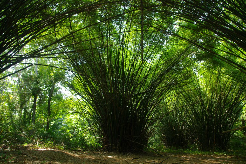 Album - Gabon 2010/2011